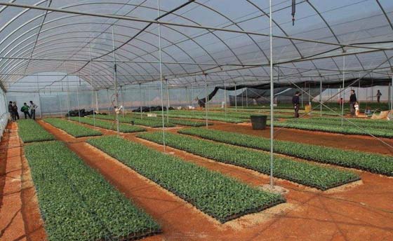 玉溪钢架大棚建设指南 科创温室工程的专业服务解析