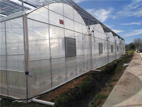 蔬菜育苗温室大棚设计信赖推荐 光明温室大棚及其专业安装服务